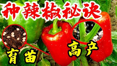 辣椒樹種植|辣椒